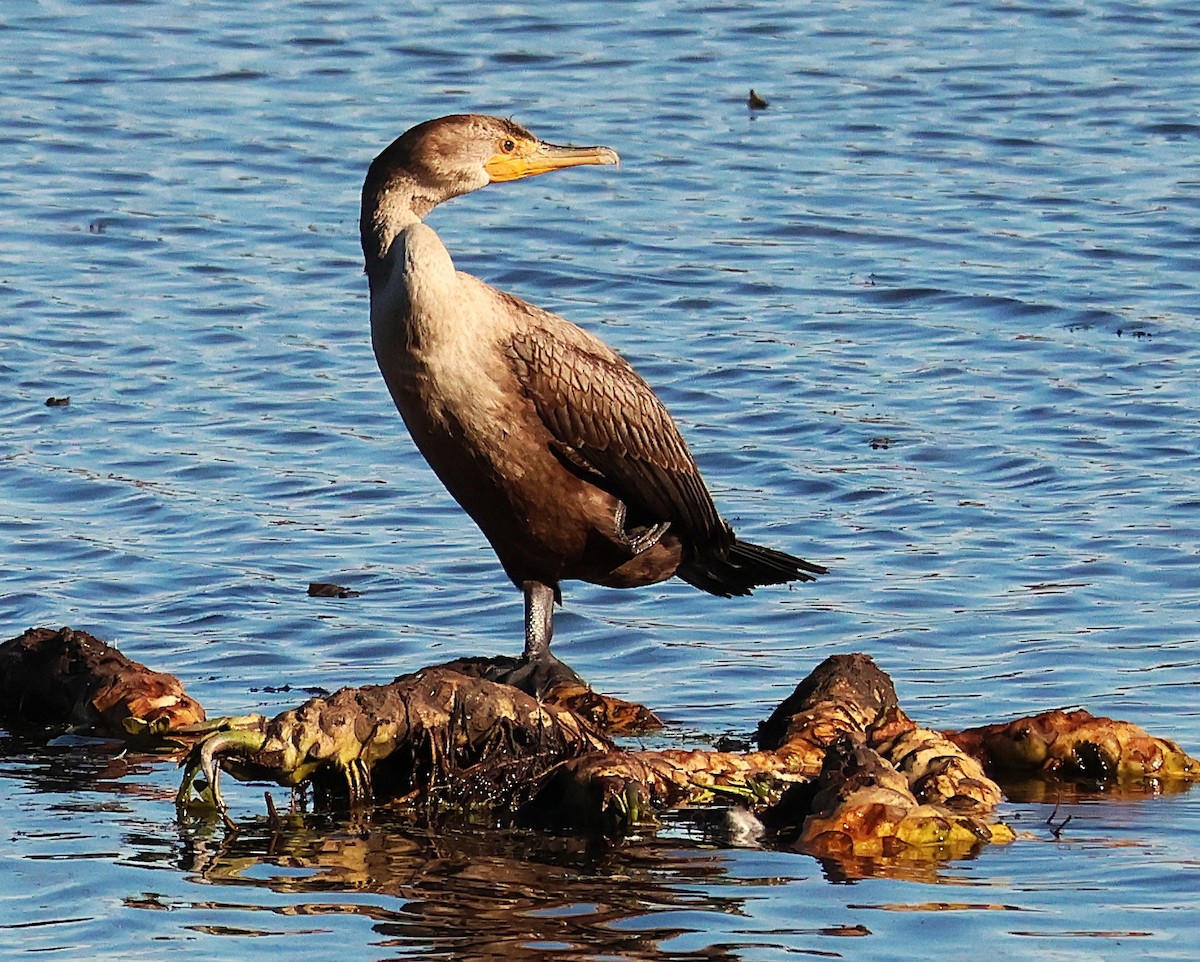 Double-crested Cormorant - ML644057473