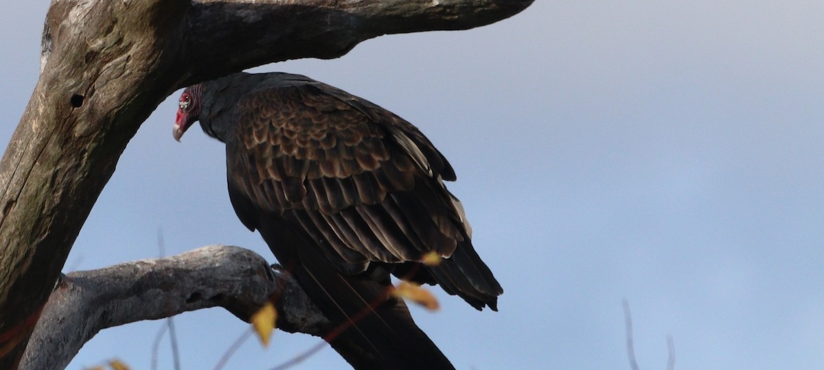 Turkey Vulture - ML644057483