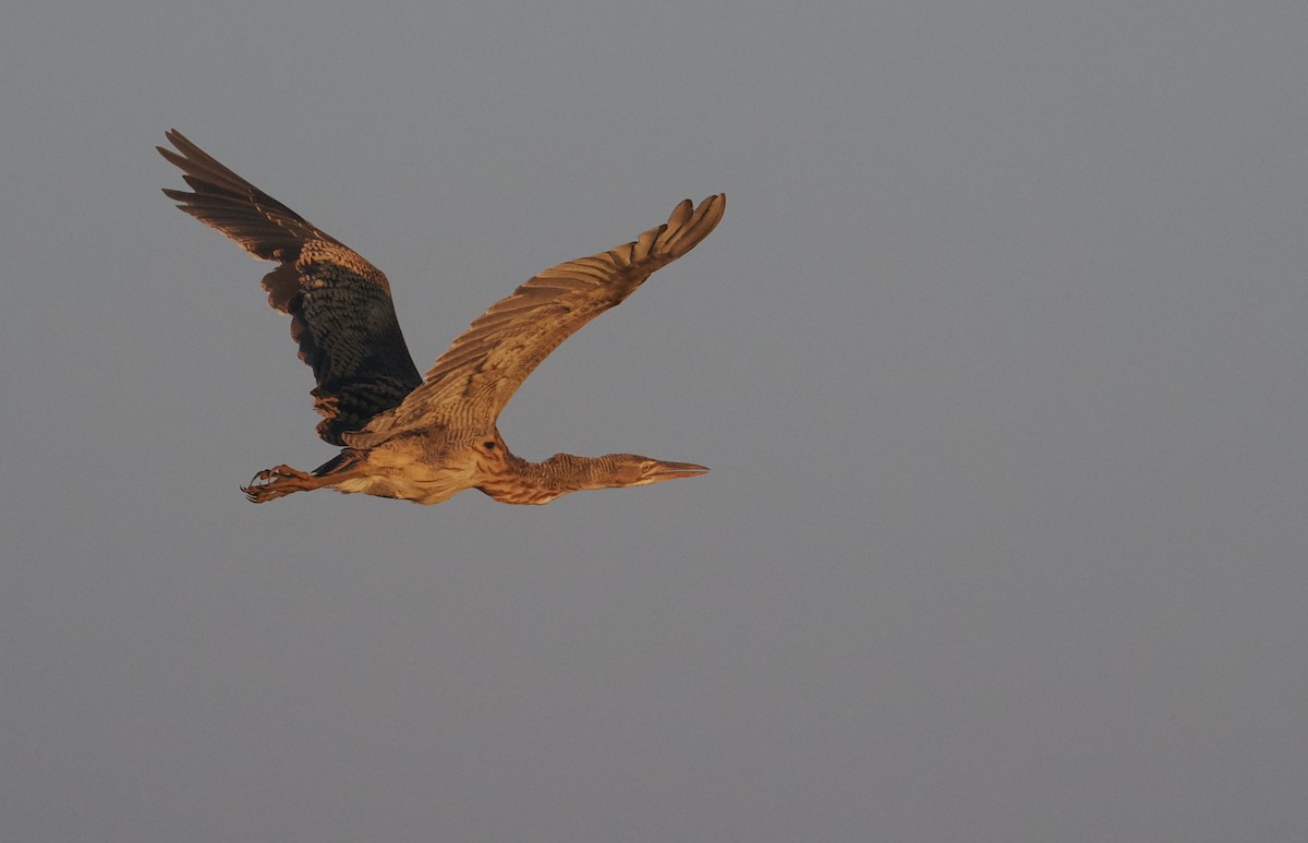 Pinnated Bittern - ML644057491