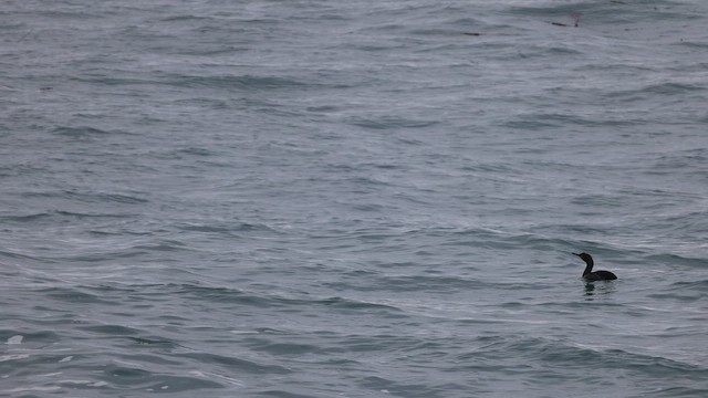 Harlequin Duck - ML644057495