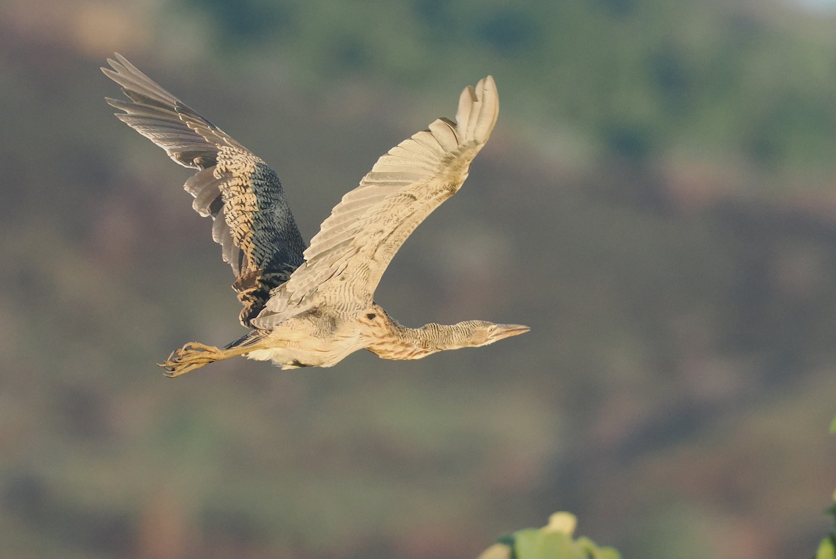 Pinnated Bittern - ML644057500
