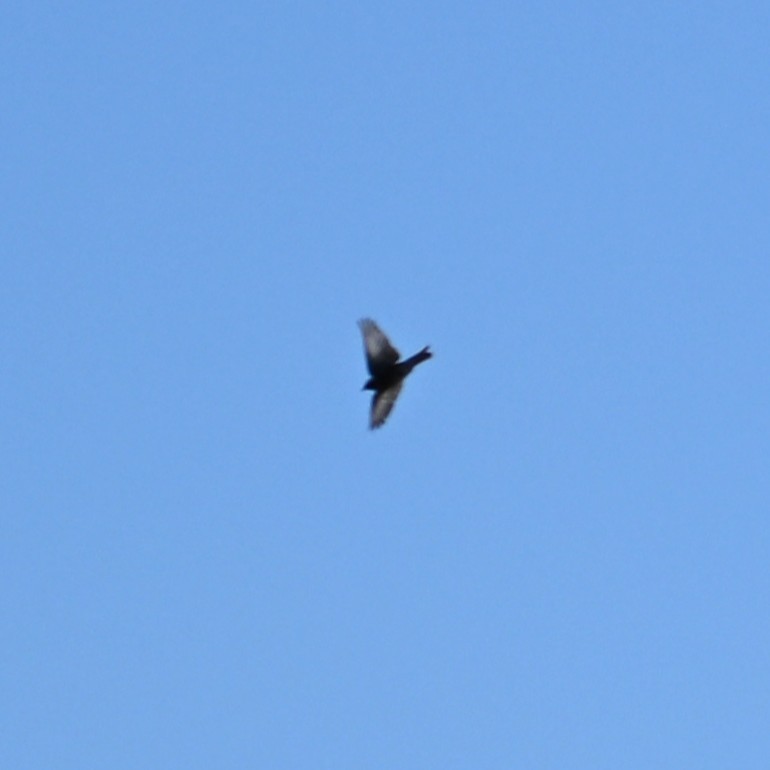 Pinyon Jay - ML644057532