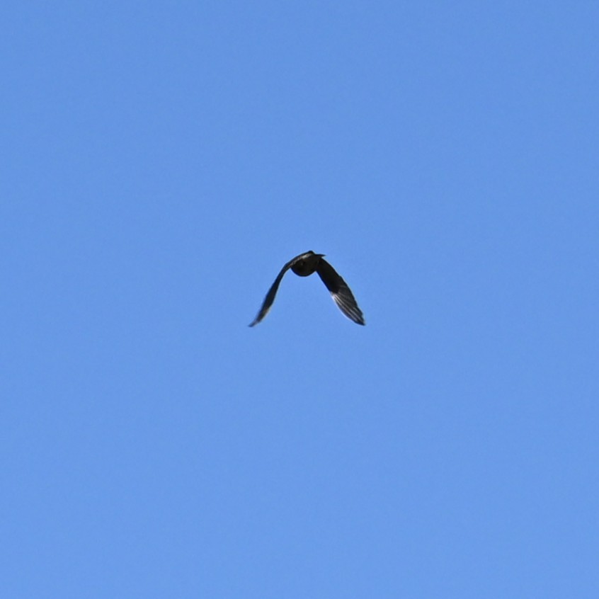 Pinyon Jay - ML644057540