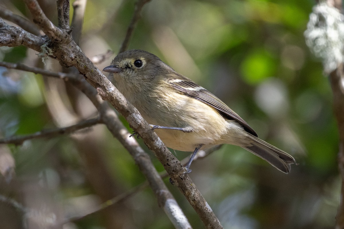 Hutton's Vireo - ML644057542