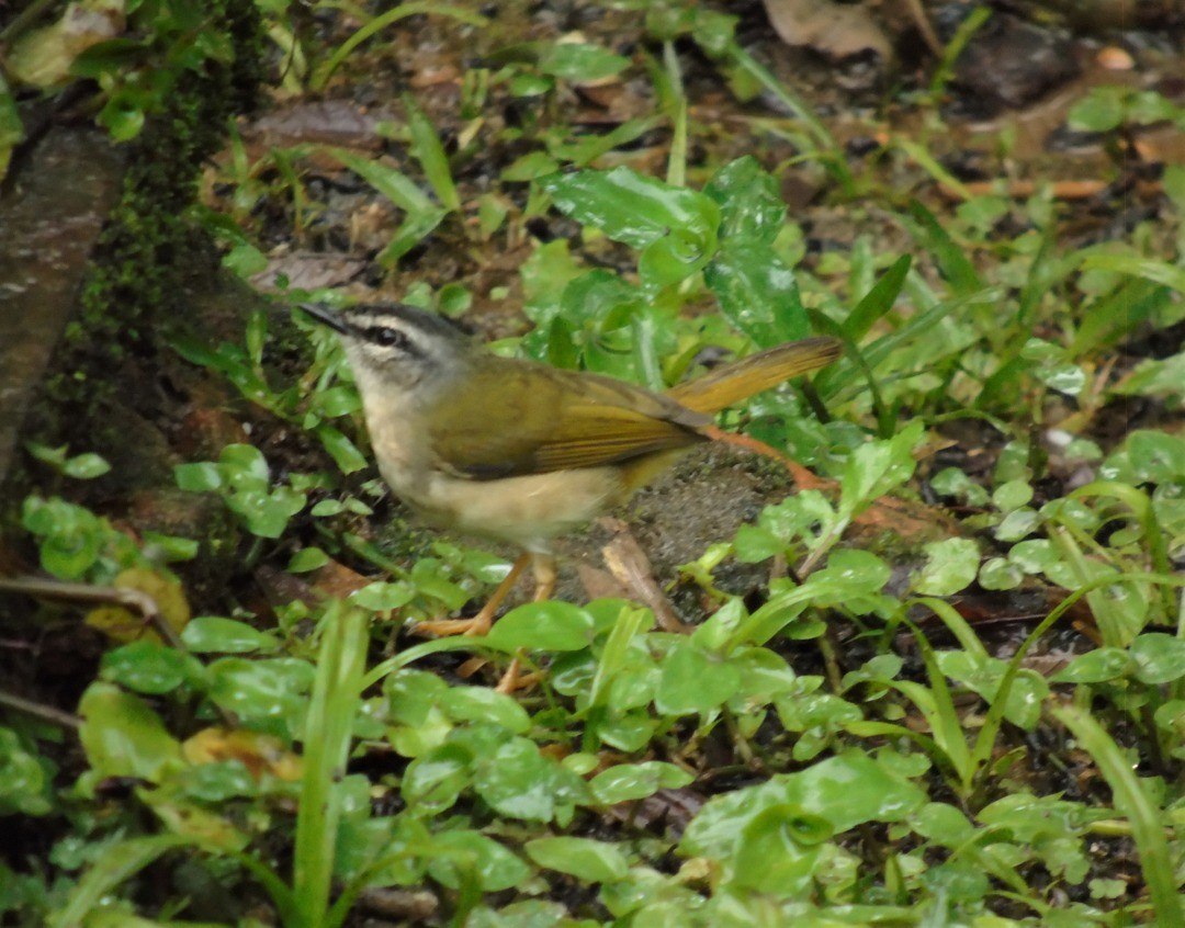 Riverbank Warbler - ML644057546