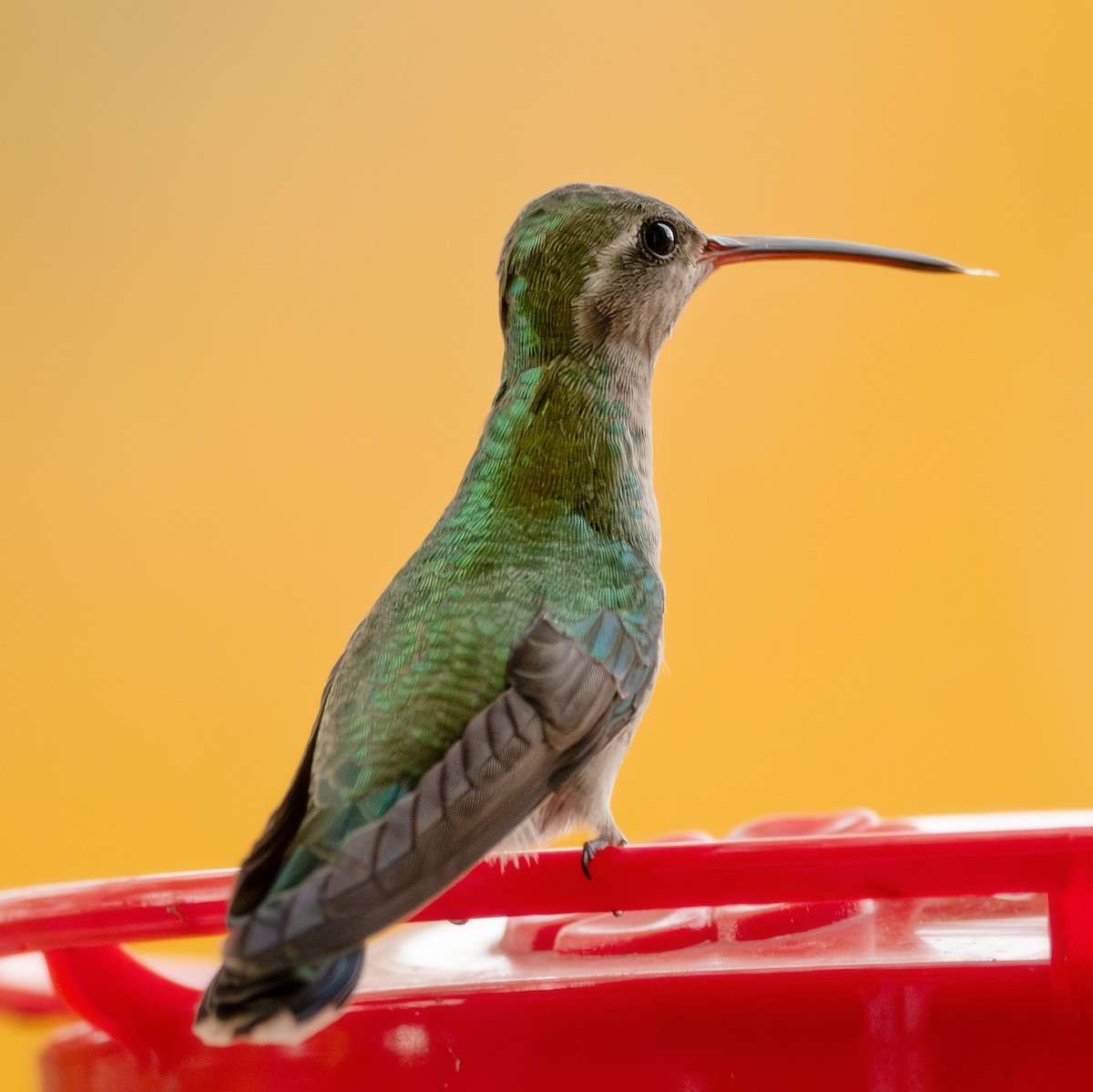 kolibřík širokozobý - ML644057554