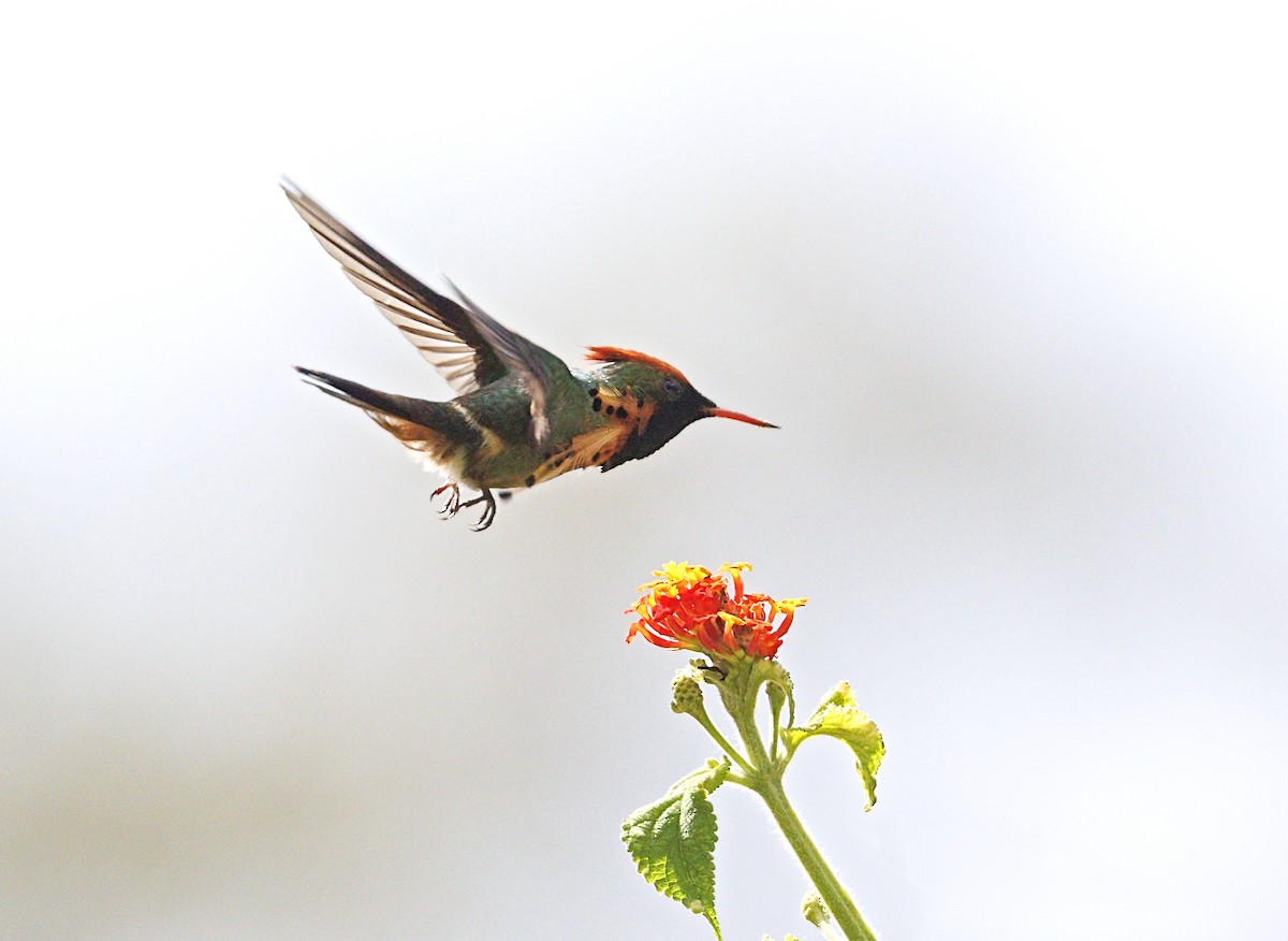 Tufted Coquette - ML644057596