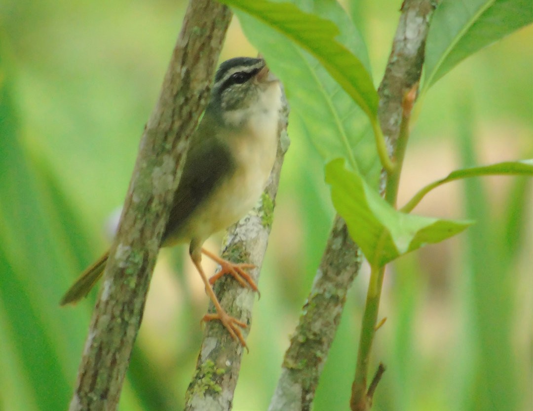 Riverbank Warbler - ML644057599