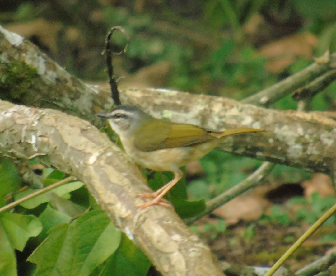 Riverbank Warbler - ML644057600