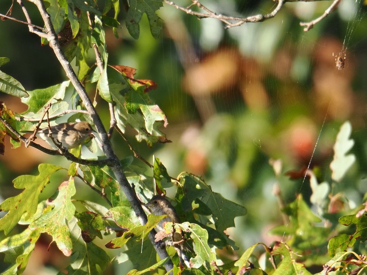 Indigo Bunting - ML644057602