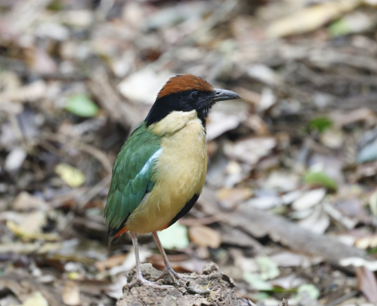 Noisy Pitta - ML644057622