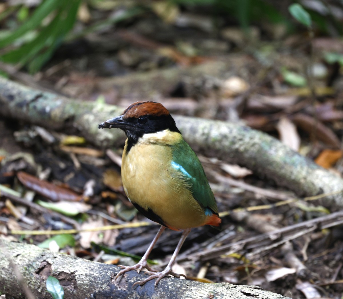 Noisy Pitta - ML644057623