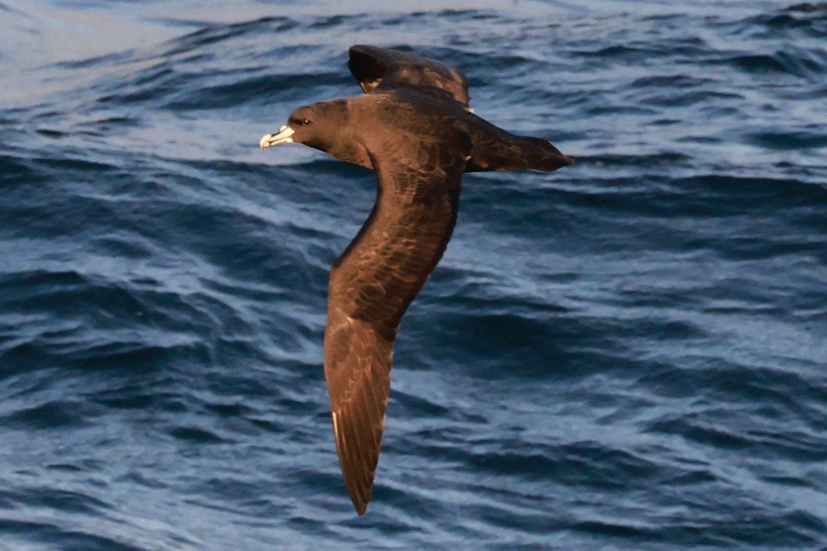 Puffin à menton blanc - ML644057652