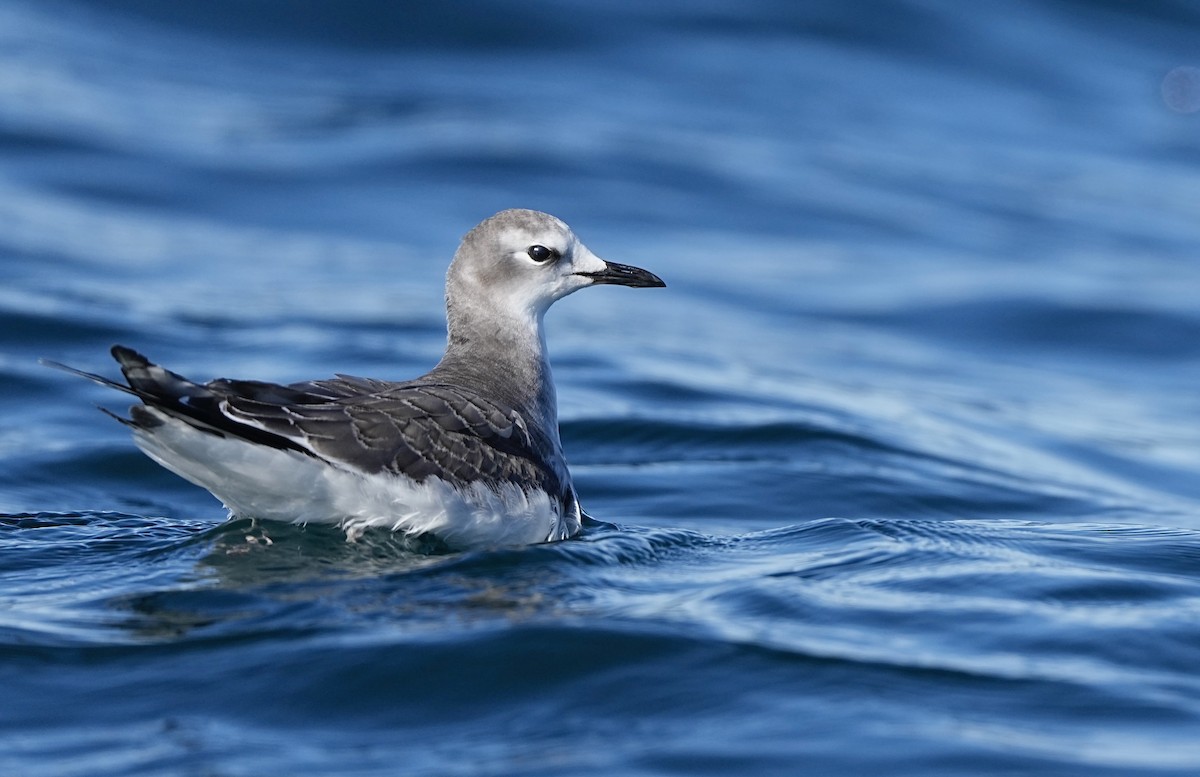 Sabine's Gull - ML644057676
