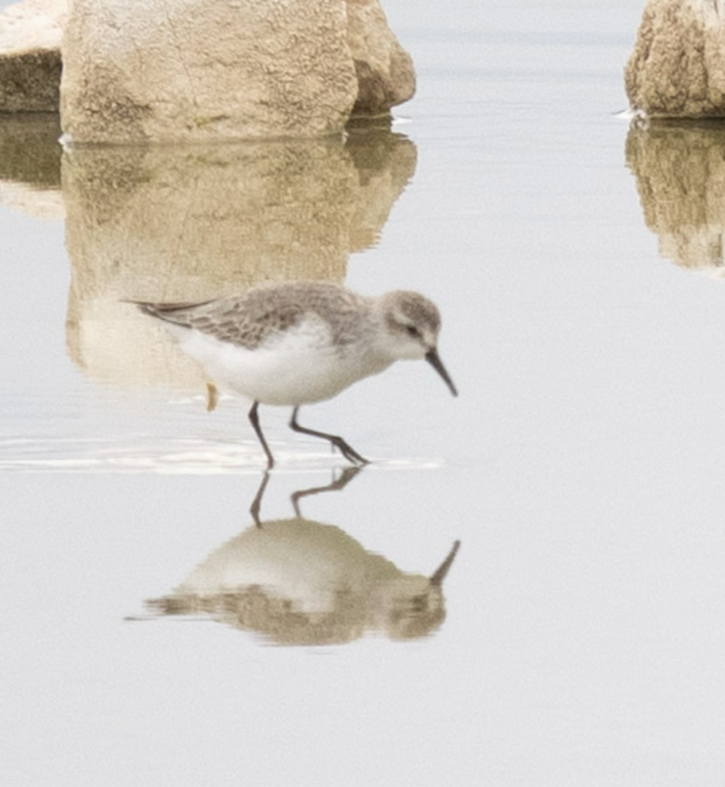 Western Sandpiper - ML644057691