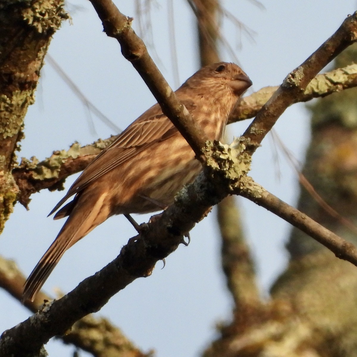 House Finch - ML644057699