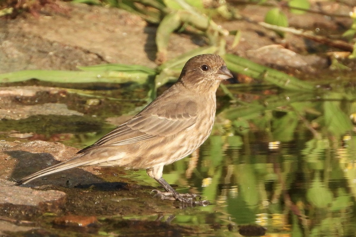 House Finch - ML644057700