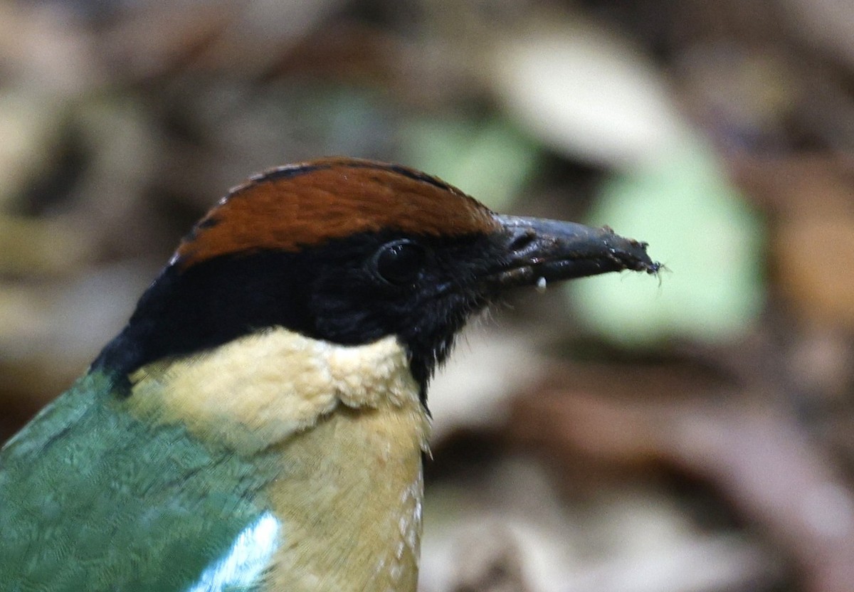 Noisy Pitta - ML644057706