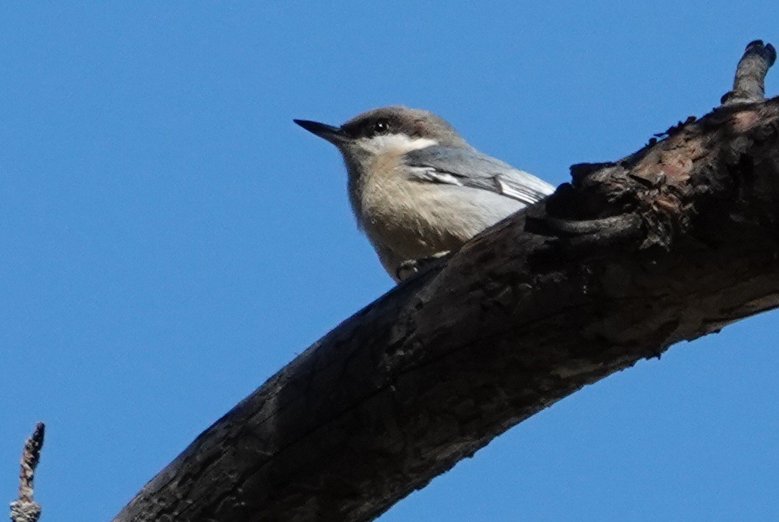 Pygmy Nuthatch - ML644057707