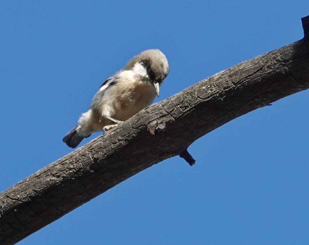 Pygmy Nuthatch - ML644057708