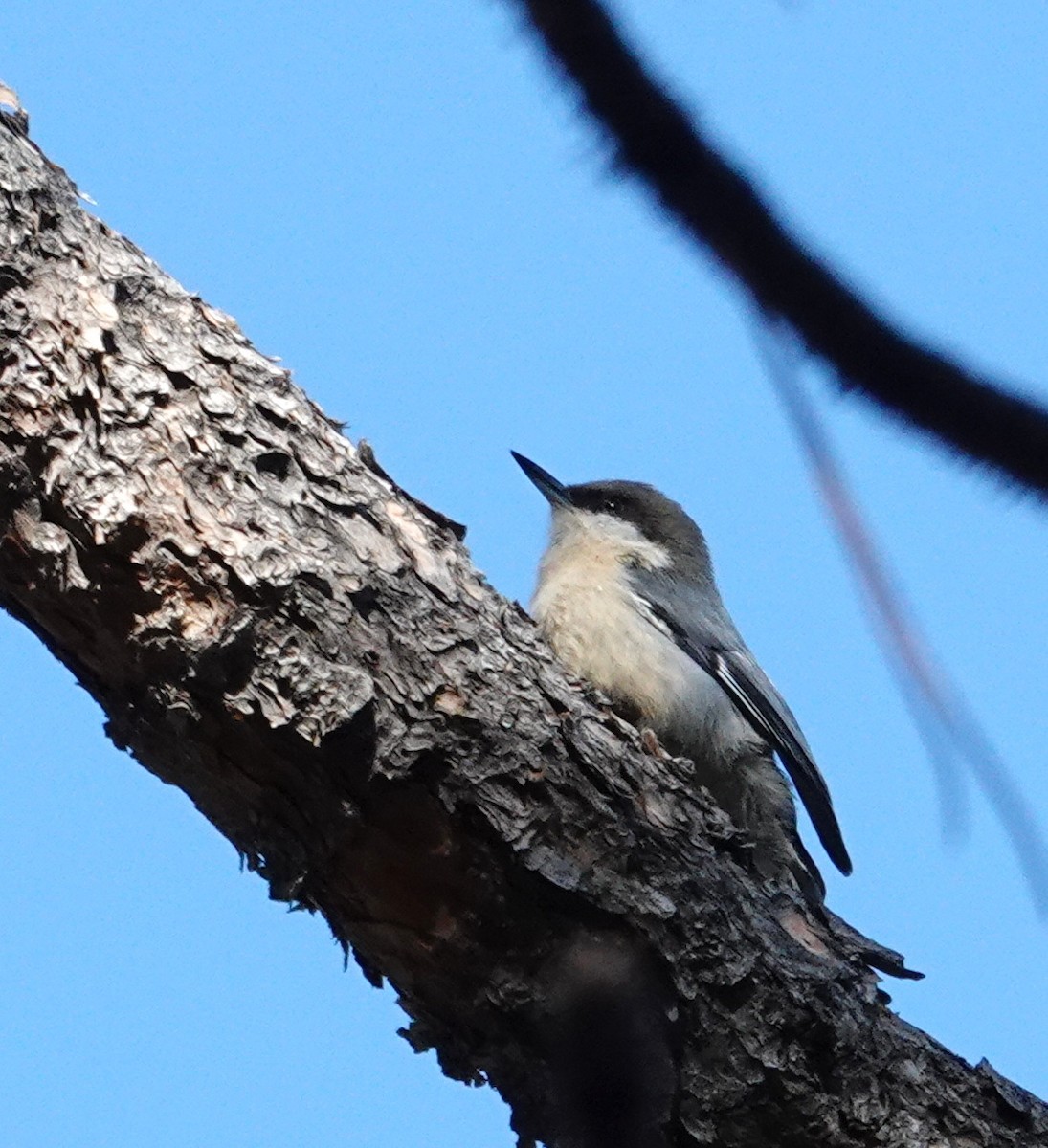 Pygmy Nuthatch - ML644057709