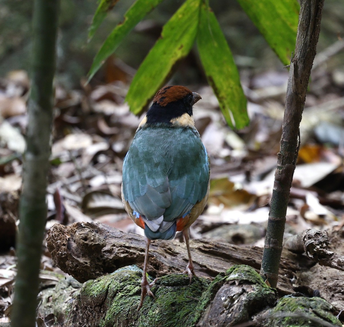 Noisy Pitta - ML644057714