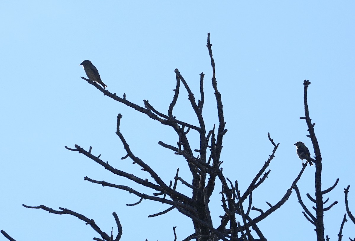 Crociere comune - ML644057719