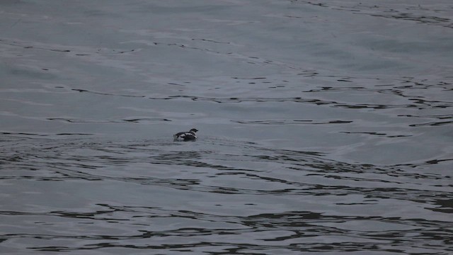 Guillemot marbré - ML644057739