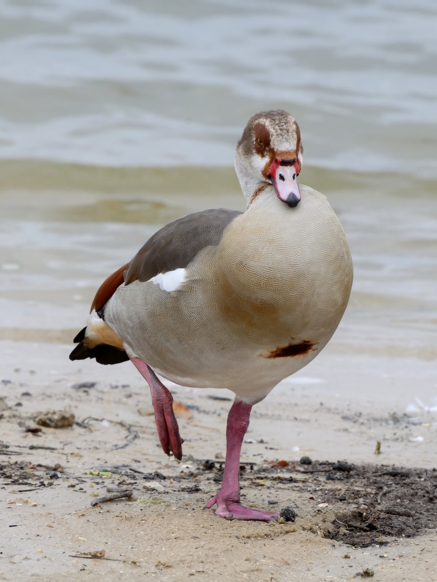 Egyptian Goose - ML644057746