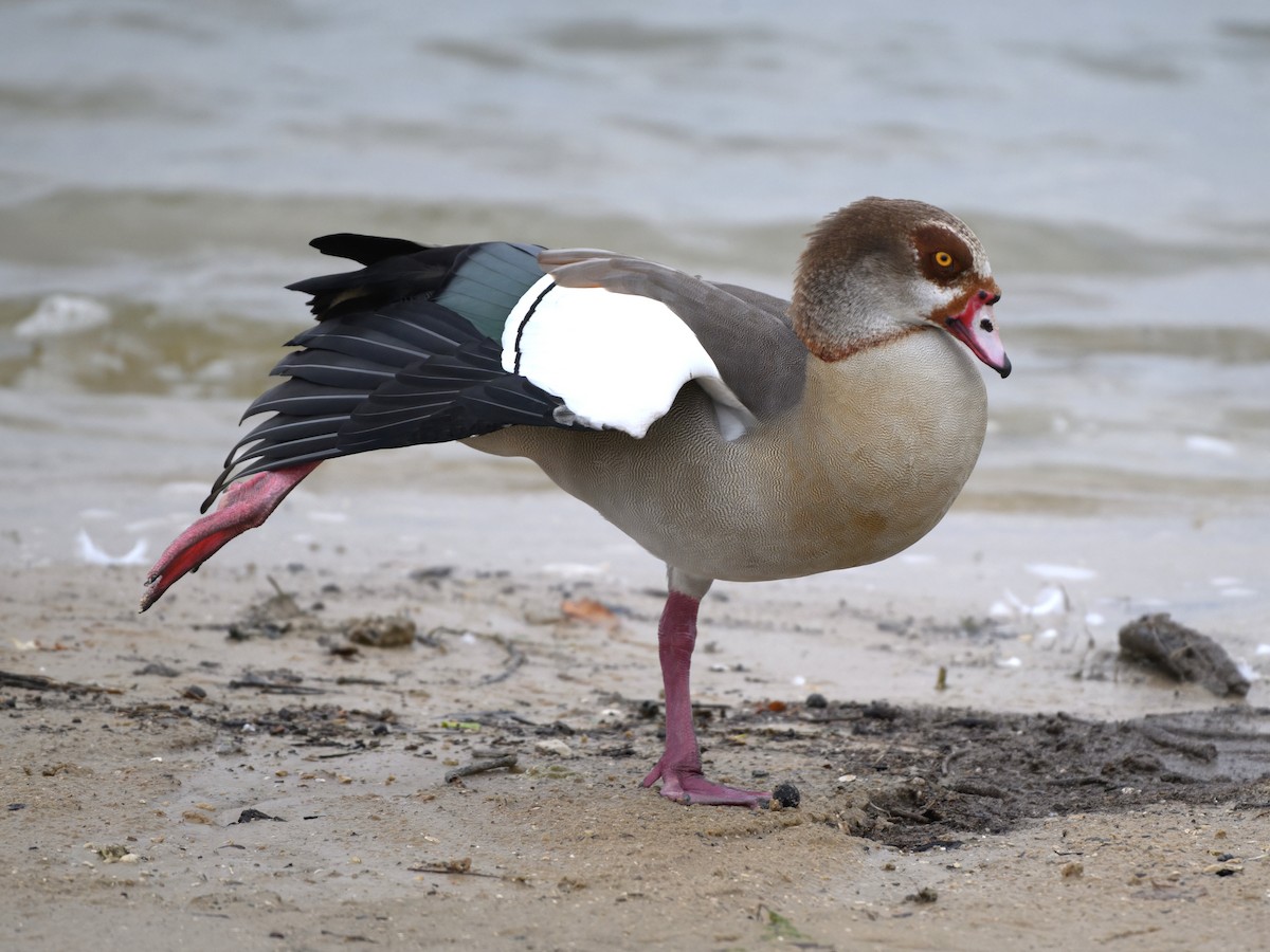Egyptian Goose - ML644057747