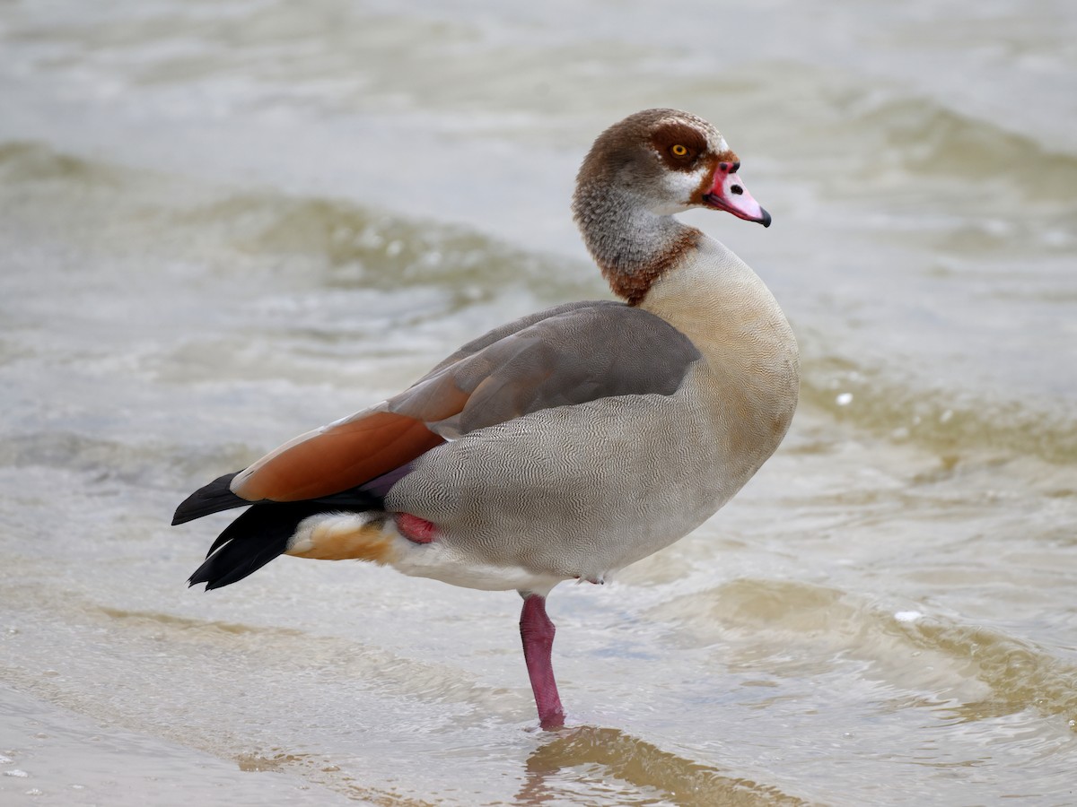 Egyptian Goose - ML644057748