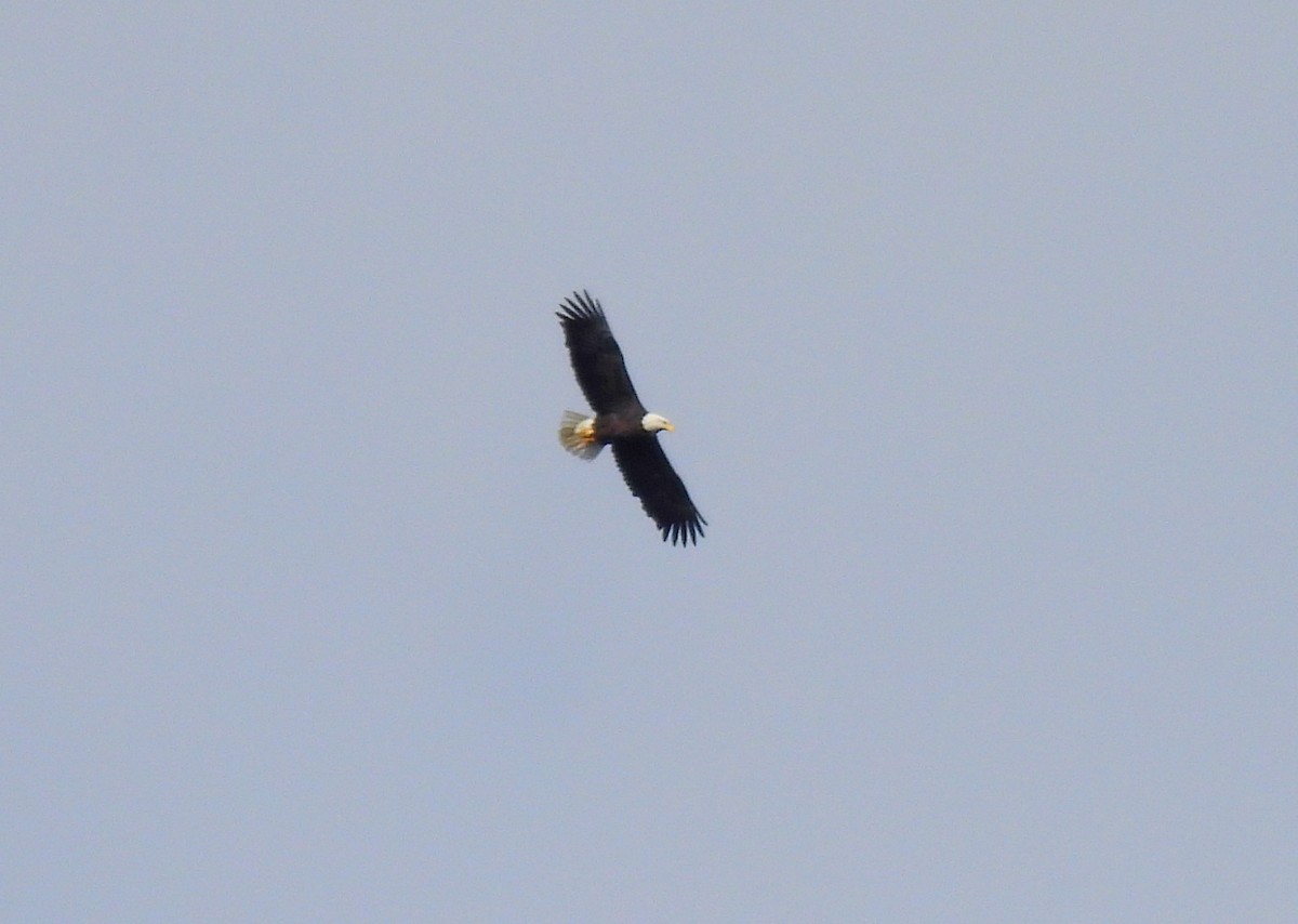Bald Eagle - ML644057749