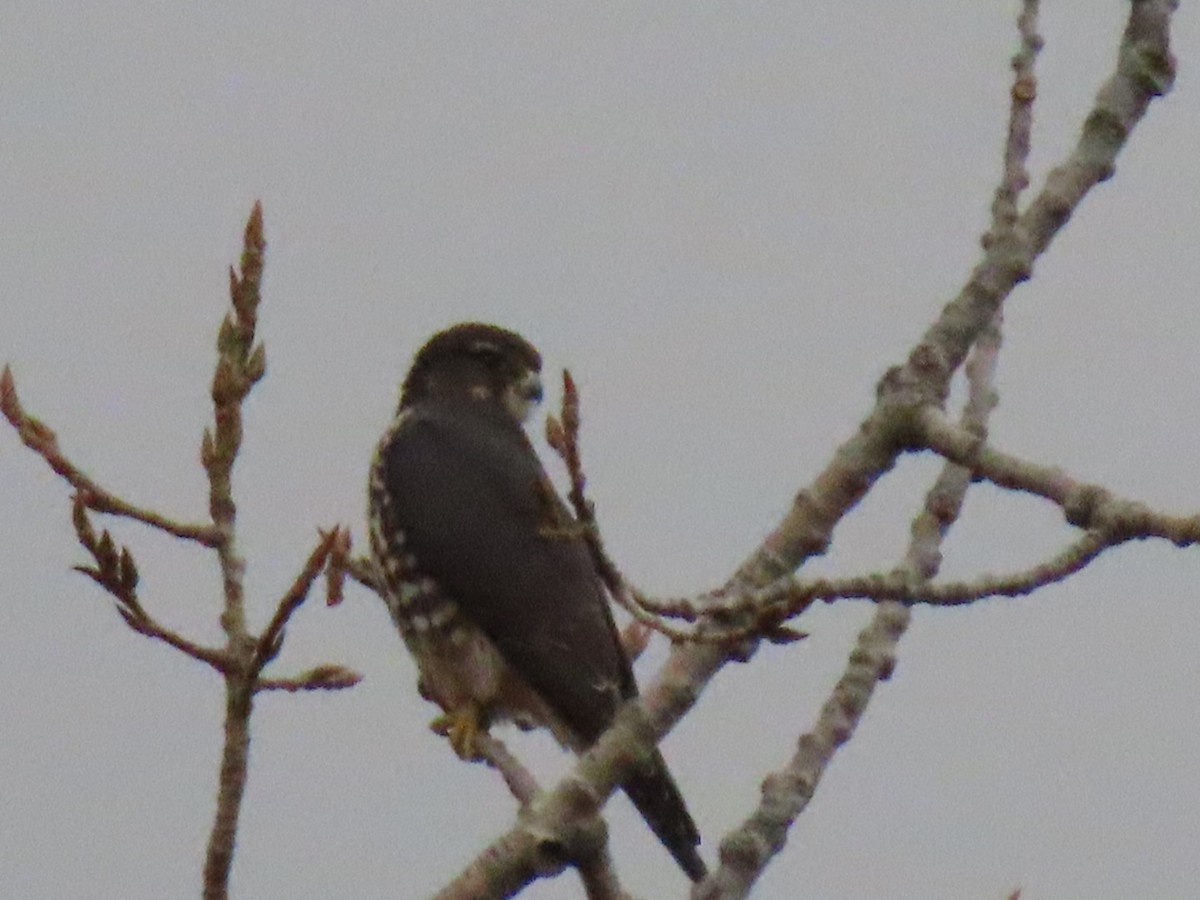 Merlin - ML644057752