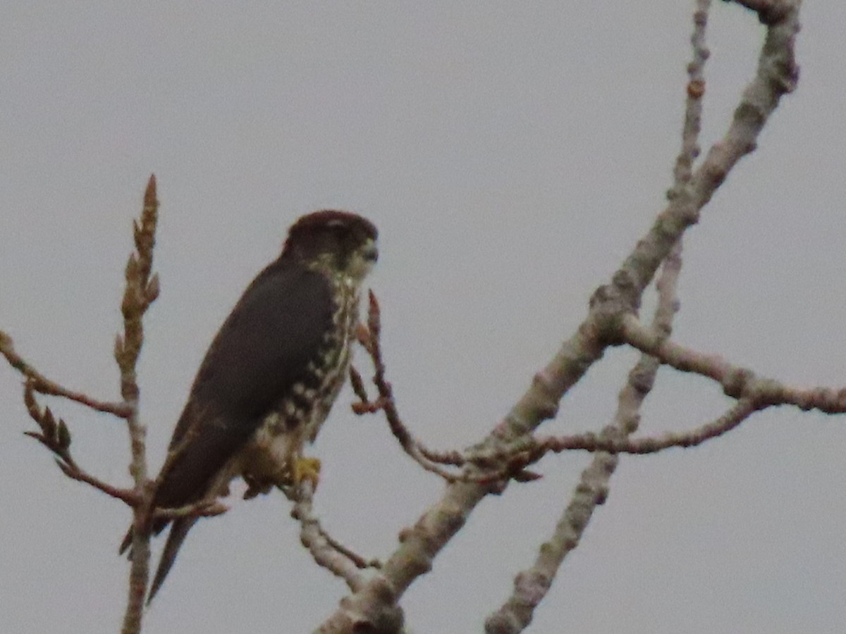 Merlin - ML644057753