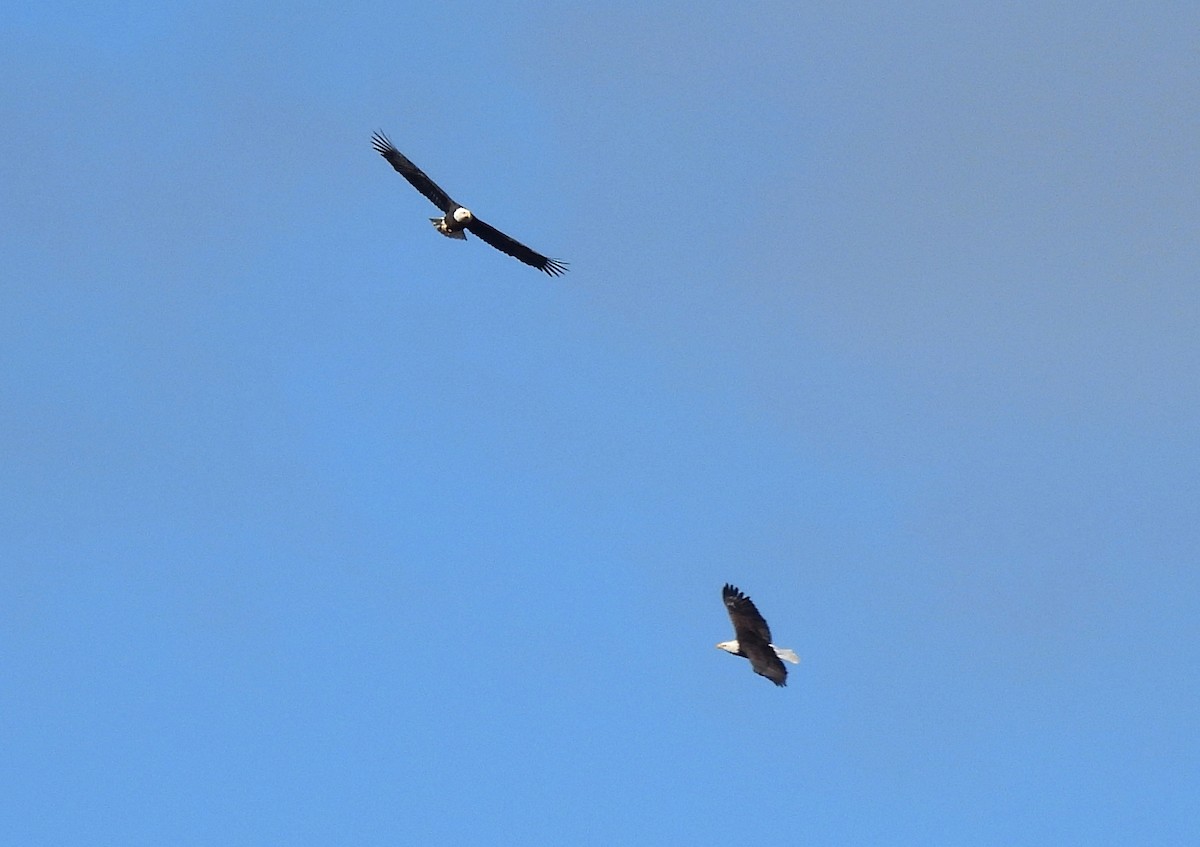 Bald Eagle - ML644057757