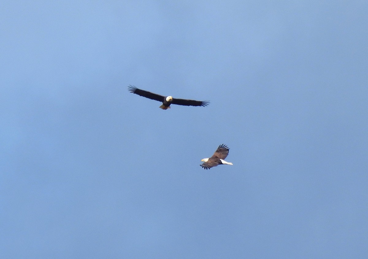 Bald Eagle - ML644057760