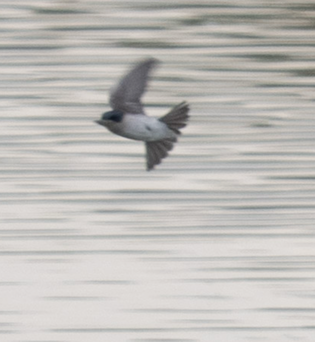 Tree Swallow - ML644057762