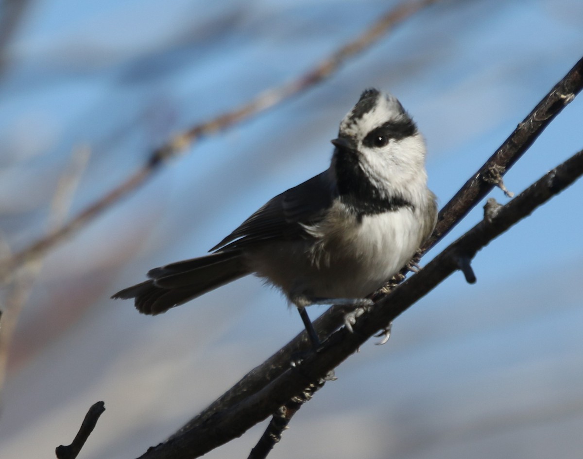 Mountain Chickadee - ML644057764