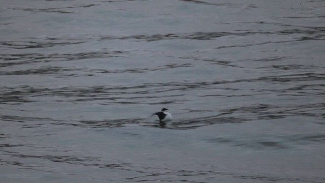Guillemot marbré - ML644057771