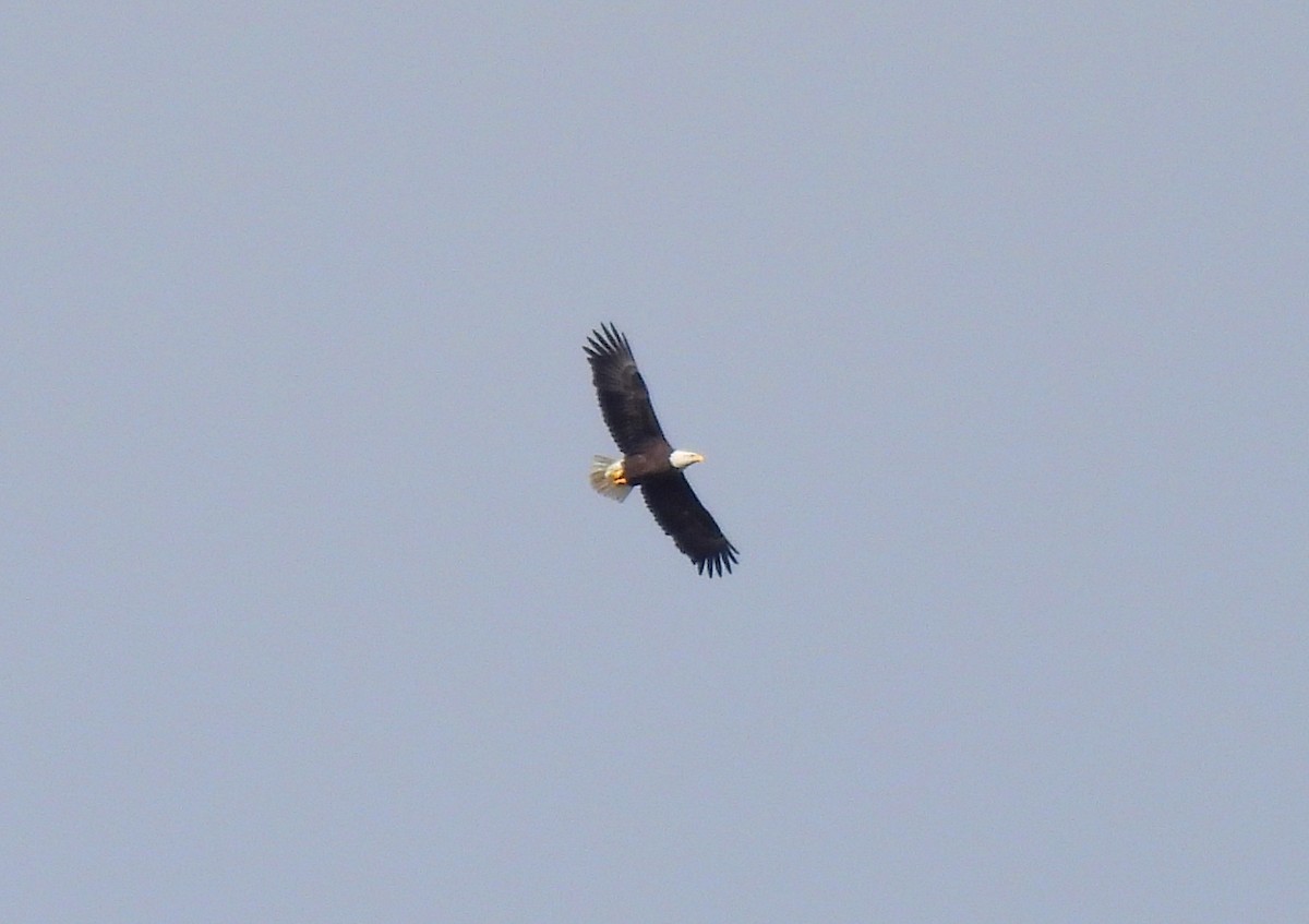 Bald Eagle - ML644057773