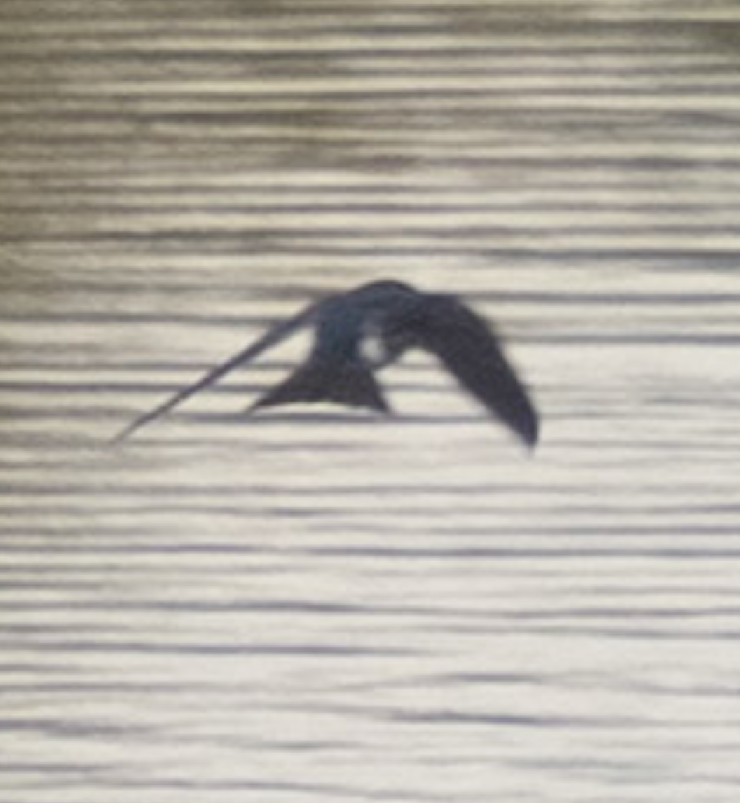 Tree Swallow - ML644057786