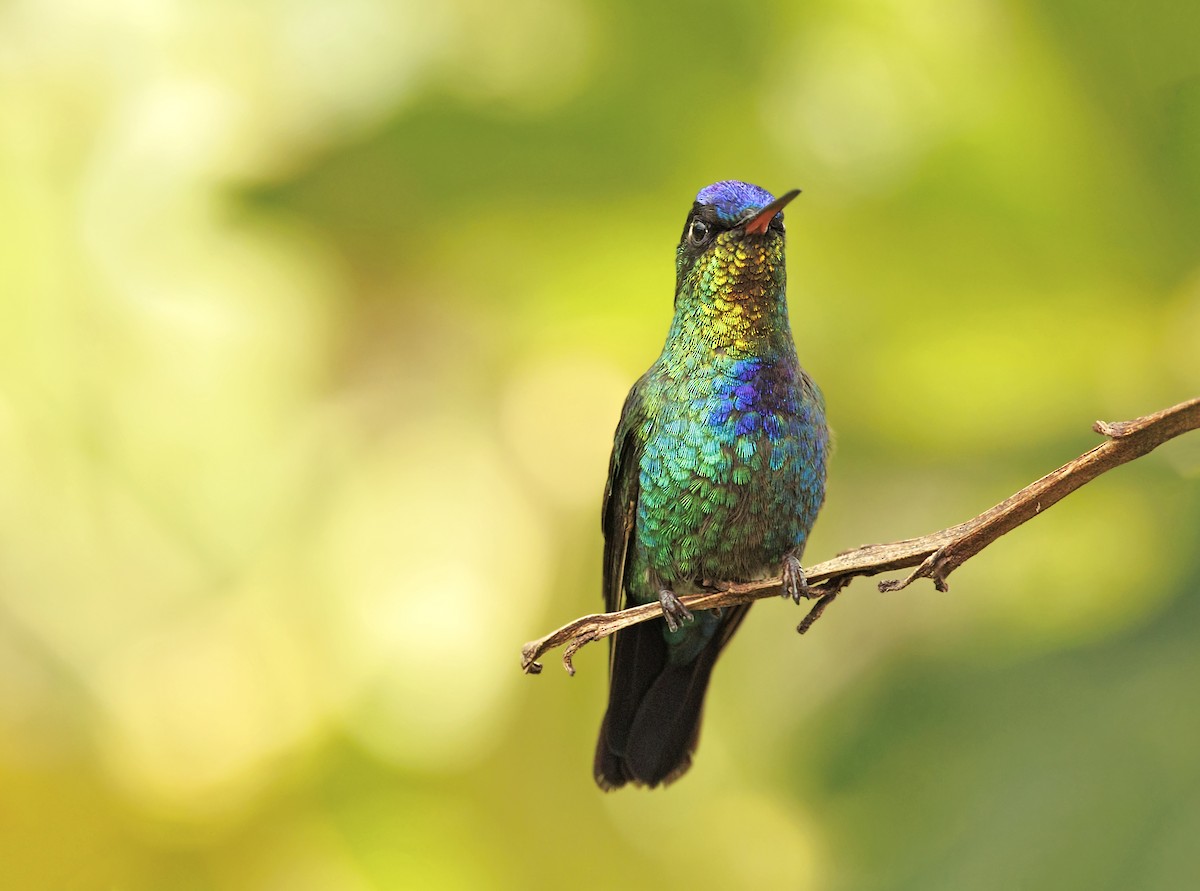 Fiery-throated Hummingbird - ML644057788
