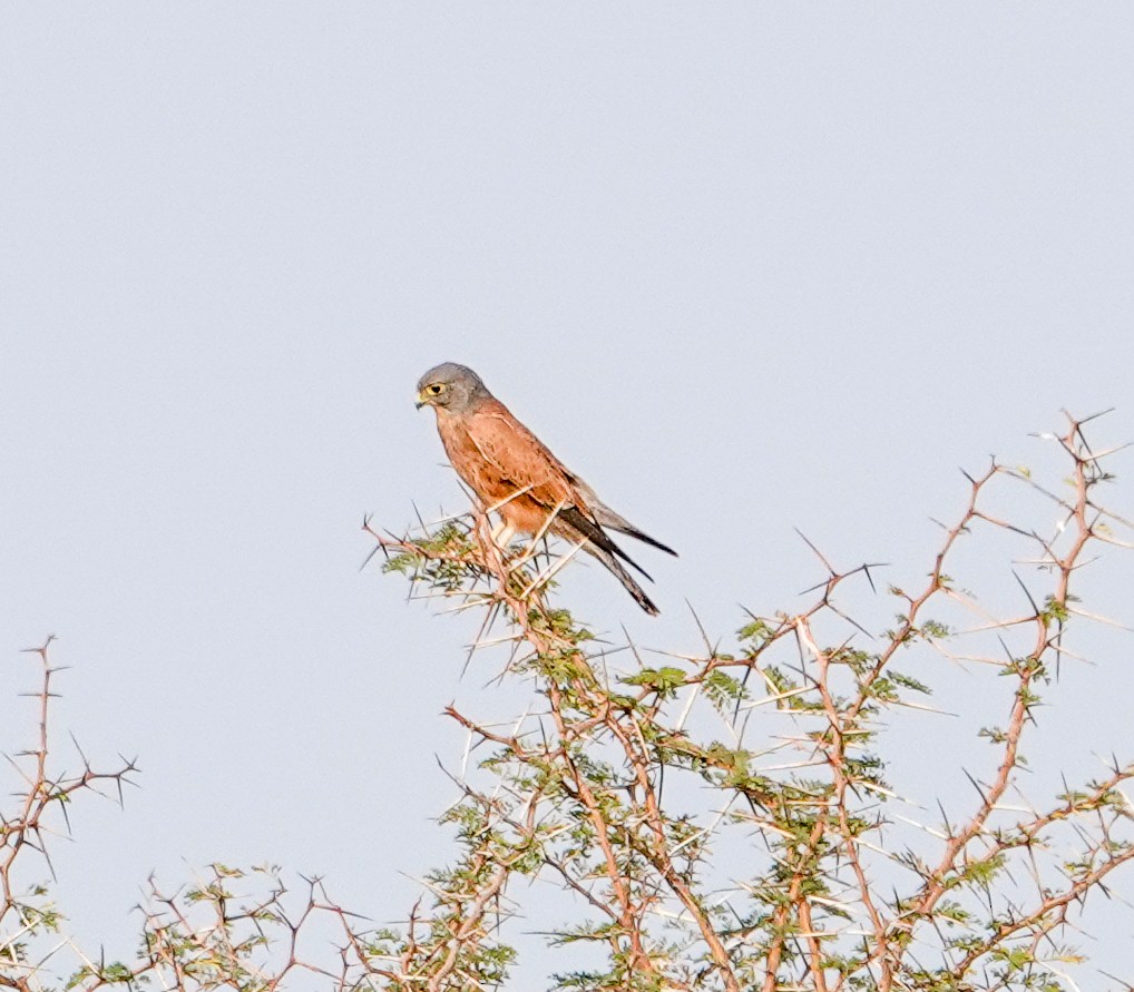 Rock Kestrel - ML644057789