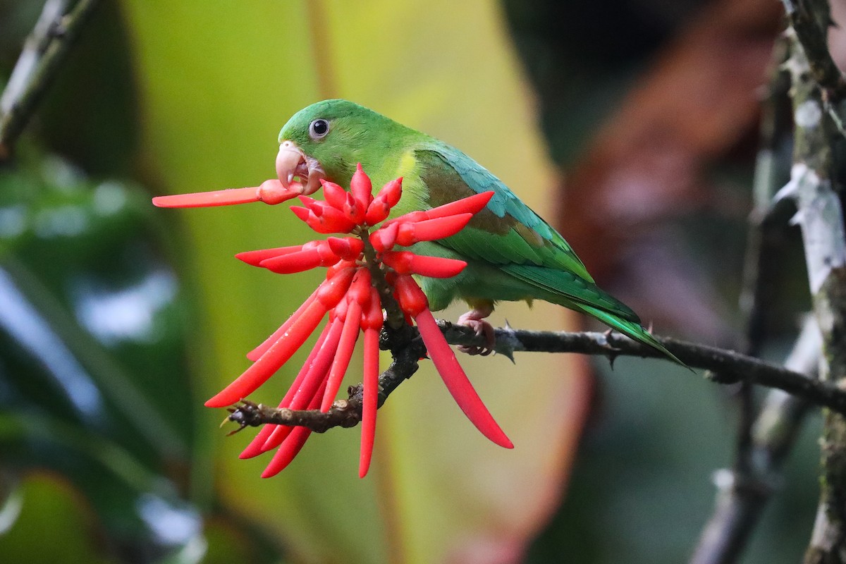 Orange-chinned Parakeet - ML644057804