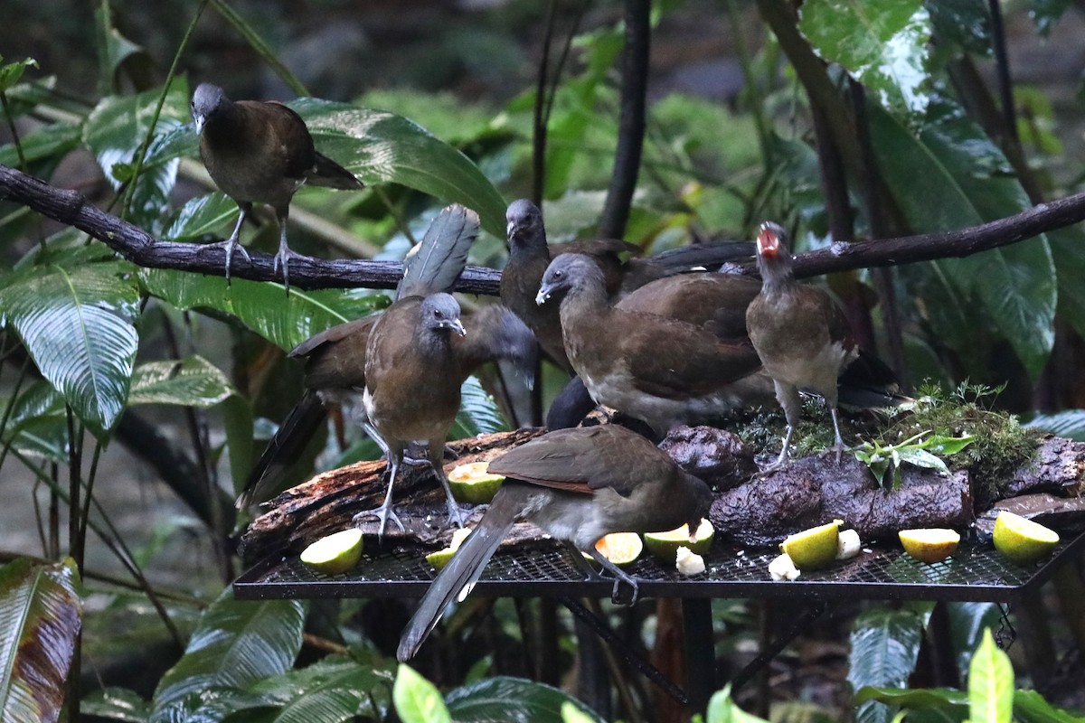 Gray-headed Chachalaca - ML644057806