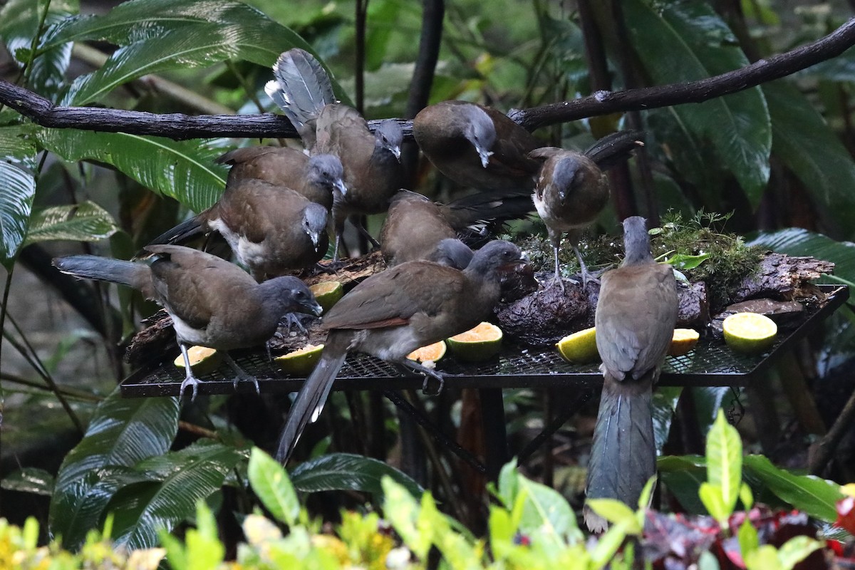 Gray-headed Chachalaca - ML644057807