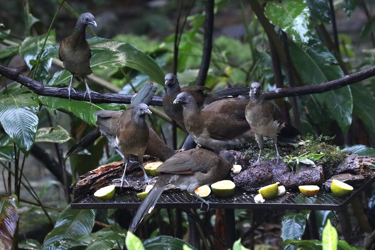 Gray-headed Chachalaca - ML644057808