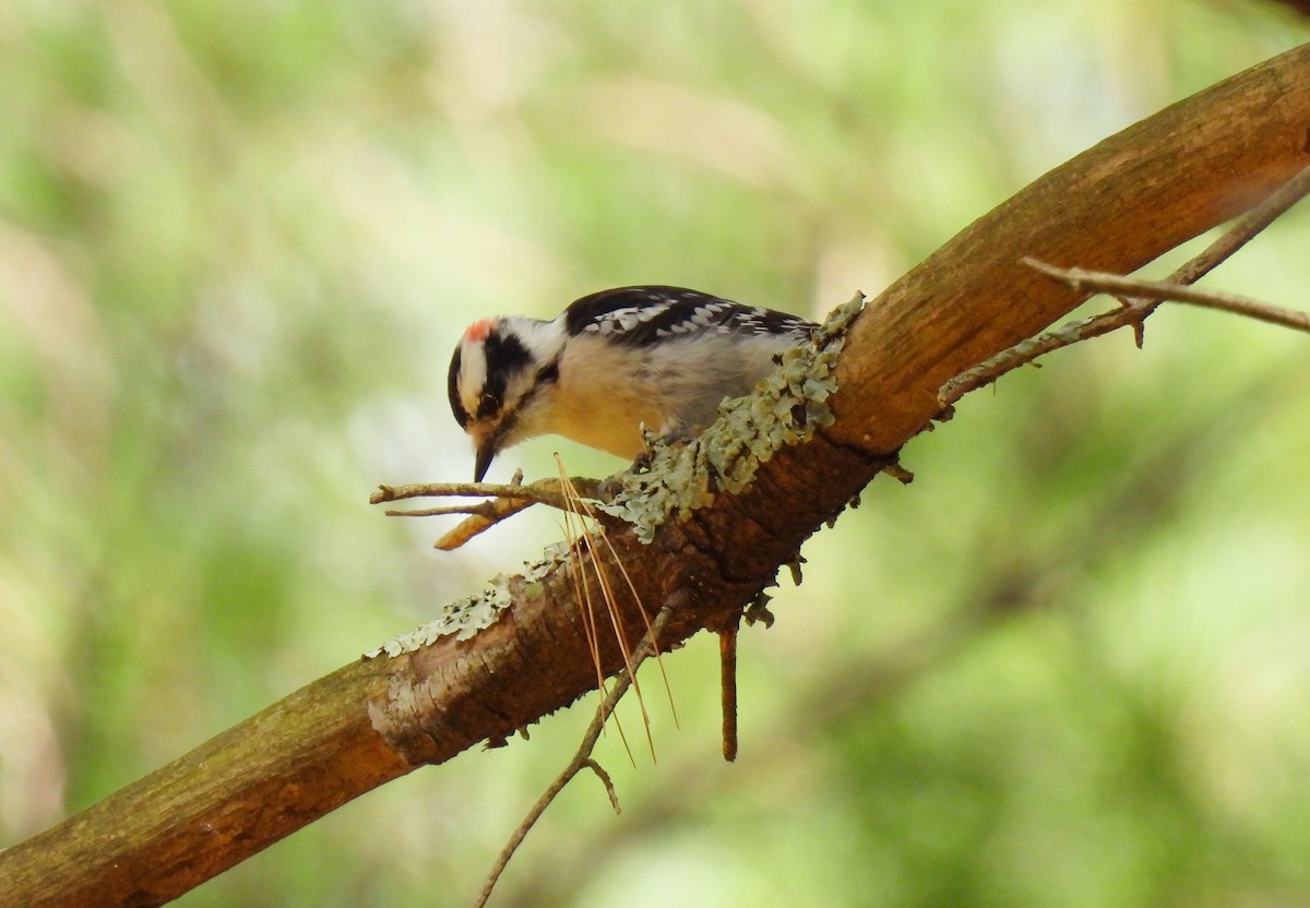 Downy Woodpecker - ML644057810