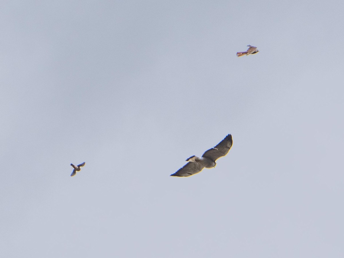 Variable Hawk - ML644057826