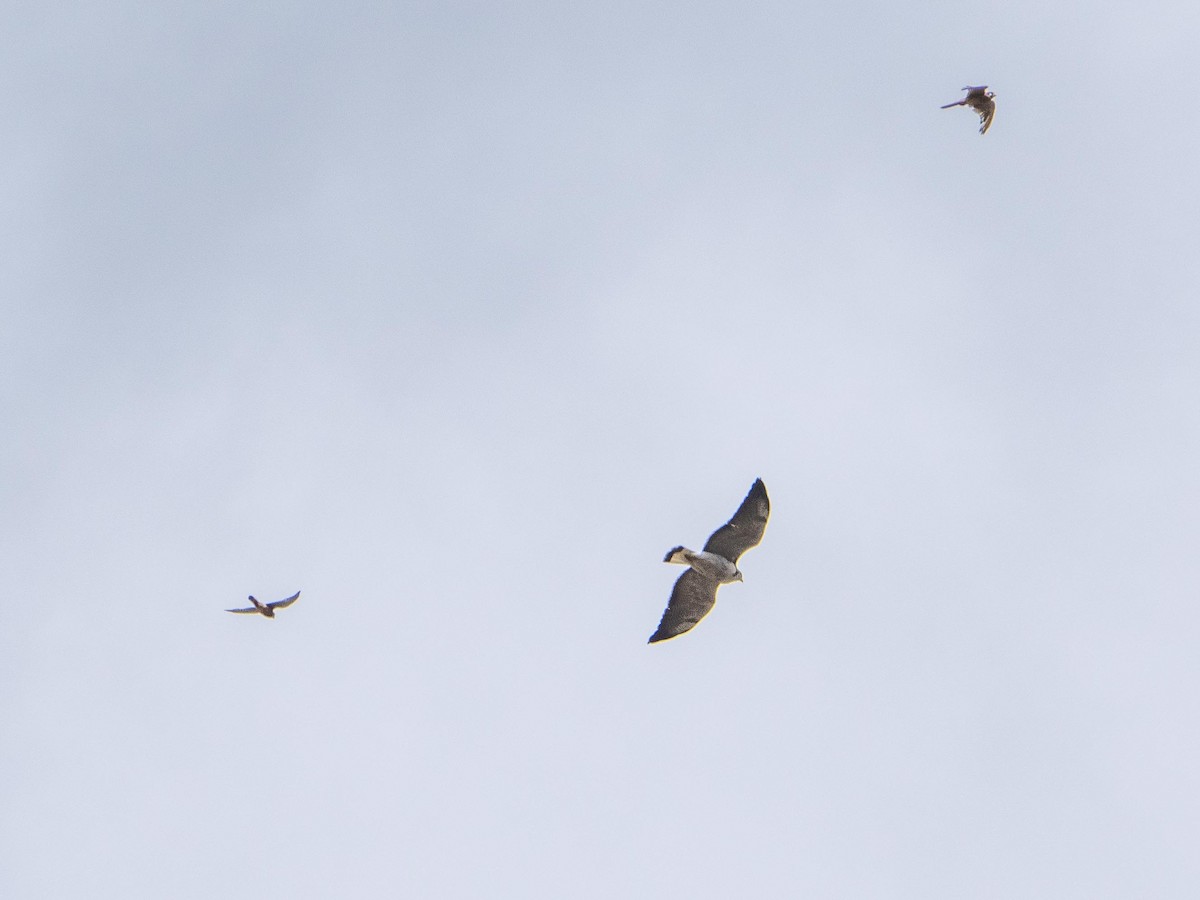 Variable Hawk - ML644057827